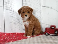 Banjo, a male Poodle - Toy  for sale in Chatham, VA – 5 of 7