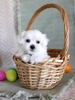 Tango, a male Maltese for sale in Chatham, VA – Photo 2 of 2