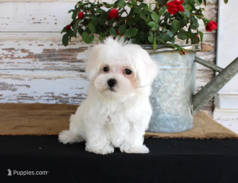 Tango – Maltese puppy for sale in Chatham, VA
