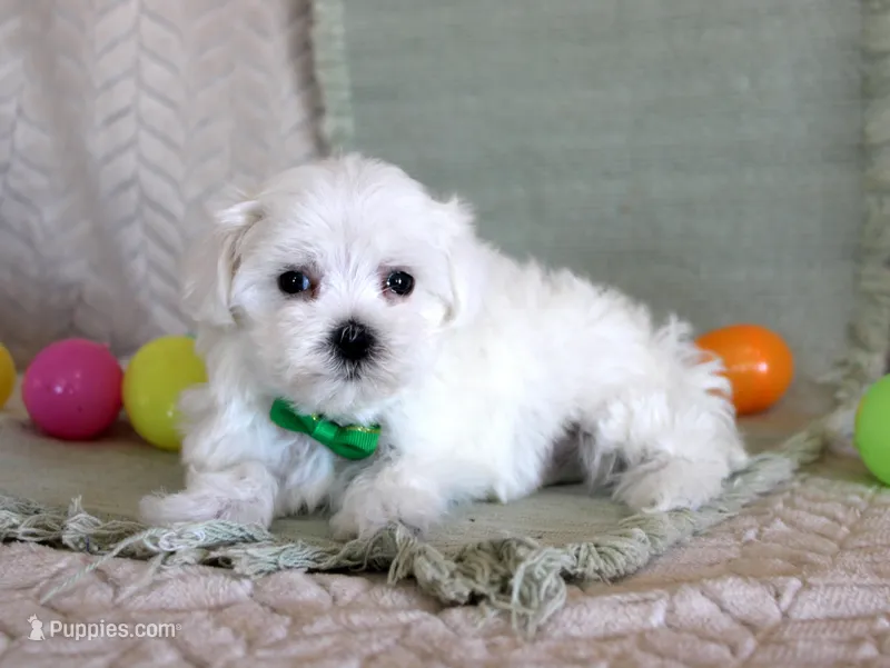Tango – Maltese puppy for sale in Chatham, VA