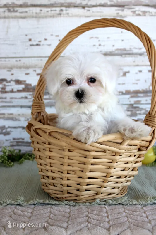 Tango – Maltese puppy for sale in Chatham, VA