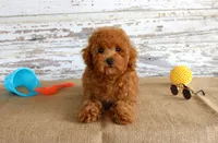 Ryder, a male Poodle - Toy  for sale in Chatham, VA – 5 of 9
