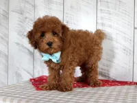 Ryder, a male Poodle - Toy  for sale in Chatham, VA – 4 of 9