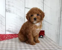 Bridget, a female Poodle - Toy  for sale in Chatham, VA – 2 of 5