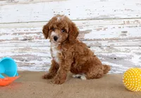 Teddy , a male Poodle - Toy  for sale in Chatham, VA – 4 of 5