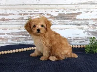 Tammi, a female Poodle - Toy  for sale in Chatham, VA – 2 of 3