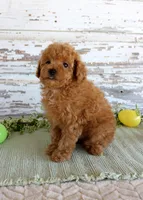 Kibble, a male Poodle - Toy  for sale in Chatham, VA – Photo 3 of 3