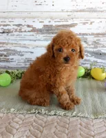Kibble, a male Poodle - Toy  for sale in Chatham, VA – Photo 2 of 3