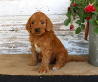 Jumper, a male Miniature Goldendoodle for sale in Chatham, VA – Photo 3 of 3