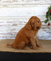 Jumper, a male Miniature Goldendoodle for sale in Chatham, VA – Photo 2 of 3