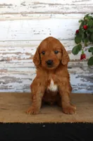 Jumper, a male Miniature Goldendoodle for sale in Chatham, VA – Photo 1 of 3