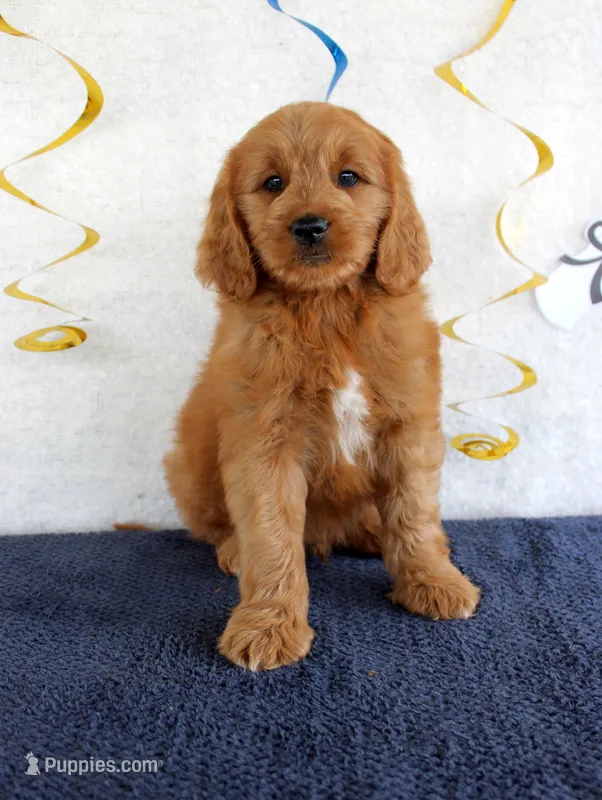 Jumper – Miniature Goldendoodle puppy for sale in Chatham, VA