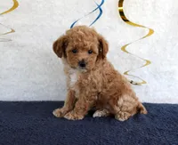Penny, a female Poodle - Toy  for sale in Chatham, VA – 3 of 4
