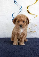 Penny, a female Poodle - Toy  for sale in Chatham, VA – 1 of 4