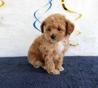 Penny, a female Poodle - Toy  for sale in Chatham, VA – 2 of 4