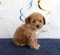 Penny, a female Poodle - Toy  for sale in Chatham, VA – 4 of 4
