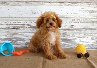 Penny, a female Poodle - Toy  for sale in Chatham, VA – 3 of 10