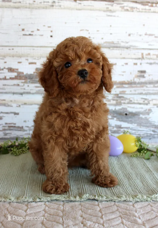 Happy – Poodle - Toy  puppy for sale in Chatham, VA