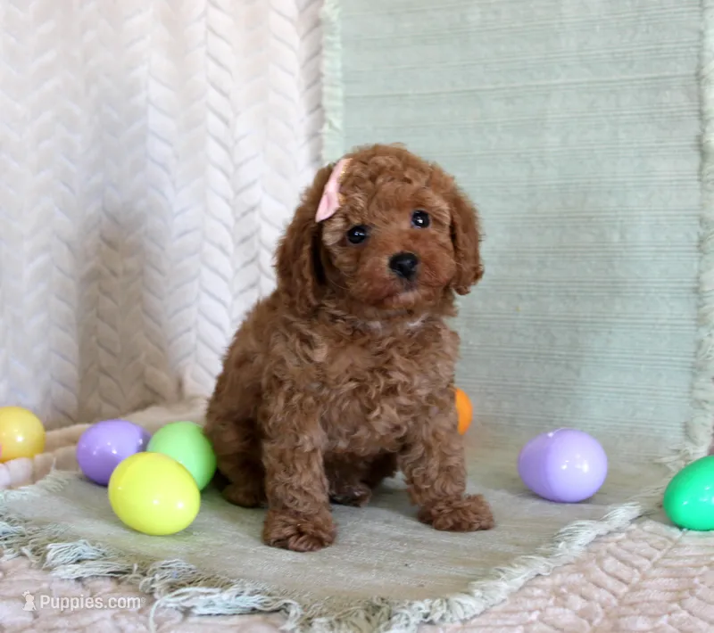 Happy – Poodle - Toy  puppy for sale in Chatham, VA