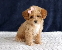 Penny, a female Poodle - Toy  for sale in Chatham, VA – 6 of 10