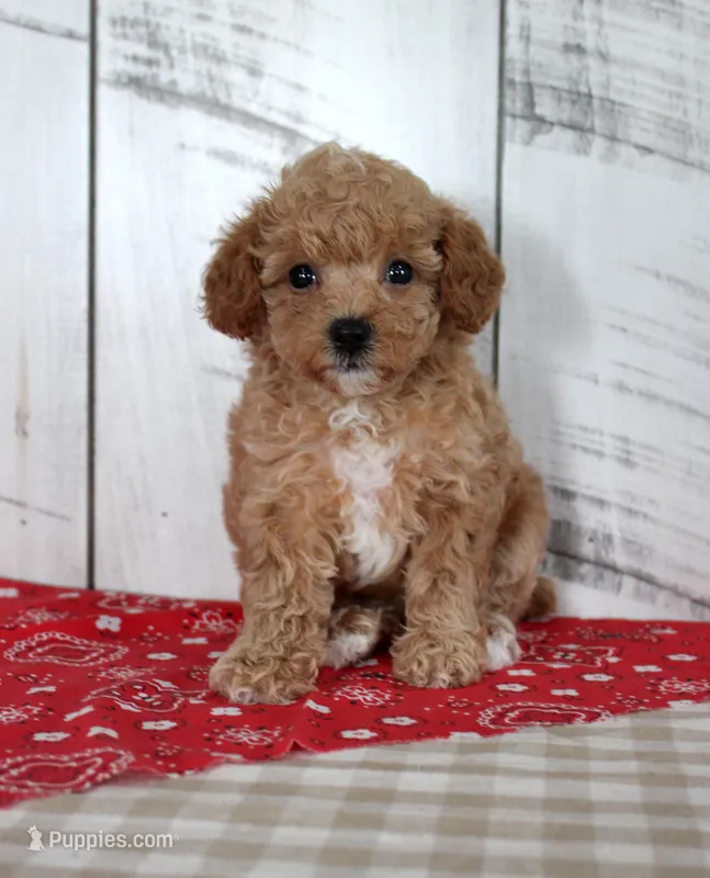Jaz – Poodle - Toy  puppy for sale in Chatham, VA