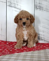 Jaz, a female Poodle - Toy  for sale in Chatham, VA – 1 of 5
