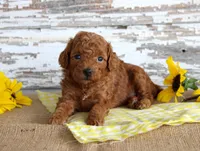 Custard, a female Poodle - Toy  for sale in Chatham, VA – 4 of 4