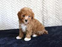 Scout, a male Poodle - Toy  for sale in Chatham, VA – 2 of 4