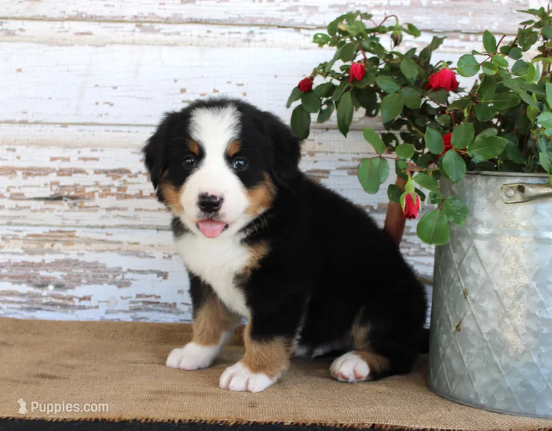 Major – Bernese Mountain Dog puppy for sale in Chatham, VA