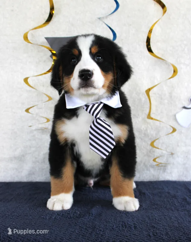 Major – Bernese Mountain Dog puppy for sale in Chatham, VA