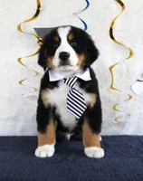 Major, a male Bernese Mountain Dog for sale in Chatham, VA – 1 of 9