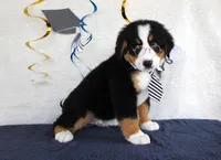 Major, a male Bernese Mountain Dog for sale in Chatham, VA – 3 of 9