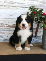 Major, a male Bernese Mountain Dog for sale in Chatham, VA – 5 of 9