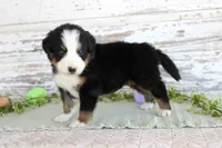 Major, a male Bernese Mountain Dog for sale in Chatham, VA – Photo 3 of 3