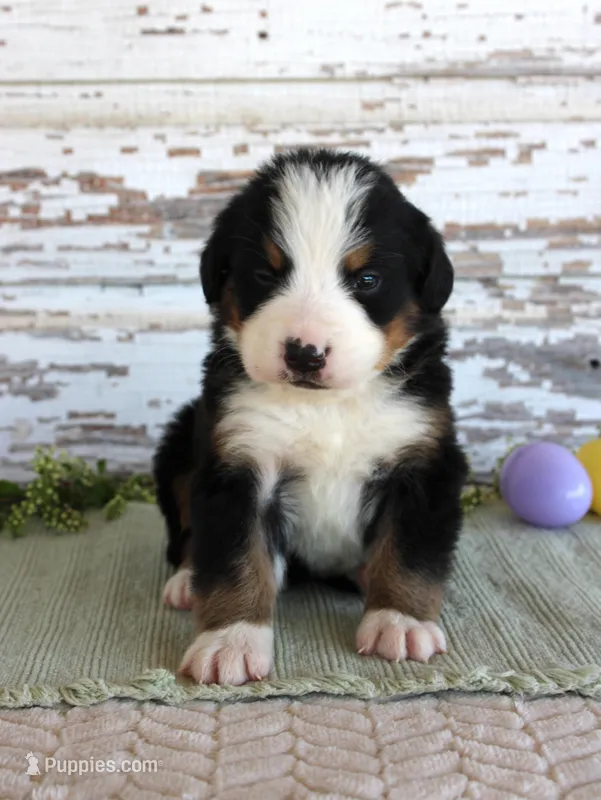 Major – Bernese Mountain Dog puppy for sale in Chatham, VA