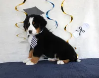 Major, a male Bernese Mountain Dog for sale in Chatham, VA – 2 of 9