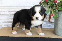 Major, a male Bernese Mountain Dog for sale in Chatham, VA – 6 of 9