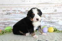 Major, a male Bernese Mountain Dog for sale in Chatham, VA – Photo 2 of 3