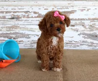 Tansy, a female Poodle - Toy  for sale in Chatham, VA – 2 of 4