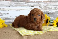 Custard, a female Poodle - Toy  for sale in Chatham, VA – 2 of 4