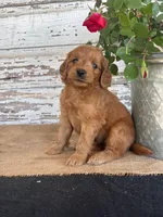 Jazzy, a female Miniature Goldendoodle for sale in Chatham, VA – Photo 2 of 3