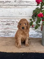 Jazzy, a female Miniature Goldendoodle for sale in Chatham, VA – Photo 3 of 3