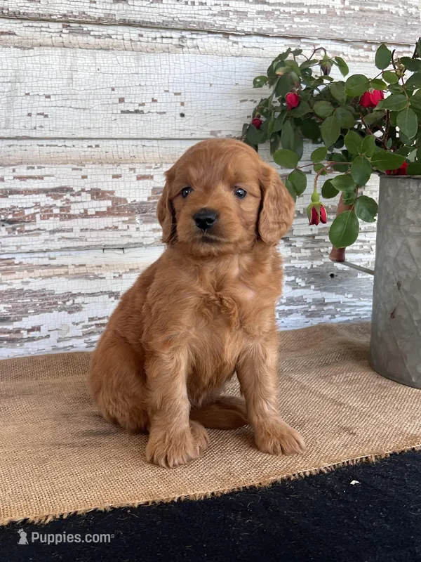 Jazzy – Miniature Goldendoodle puppy for sale in Chatham, VA
