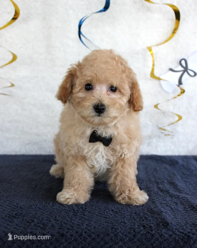 Caramel – Poodle - Miniature  puppy for sale in Chatham, VA