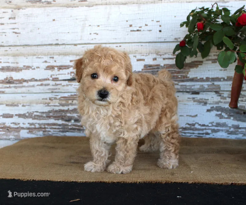 Caramel – Poodle - Miniature  puppy for sale in Chatham, VA