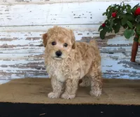 Caramel, a male Poodle - Miniature  for sale in Chatham, VA – Photo 1 of 3