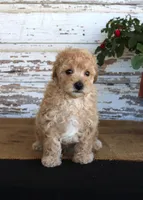 Caramel, a male Poodle - Miniature  for sale in Chatham, VA – Photo 2 of 3