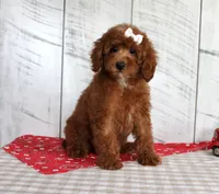 Nicki, a female Poodle - Miniature  for sale in Chatham, VA – 6 of 10
