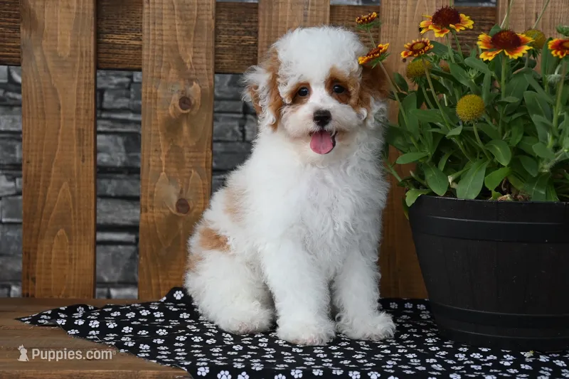 Nacho – Poodle - Miniature  puppy for sale in Chatham, VA