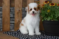 Nacho, a male Poodle - Miniature  for sale in Chatham, VA – 1 of 10